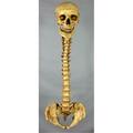 Skeletons And More Aged Spine With Skull SM312DA